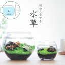 ウォータープラント:育てる水草(L)