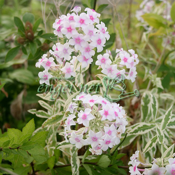 草花の苗/フロックス：クリームドマント 3号ポット