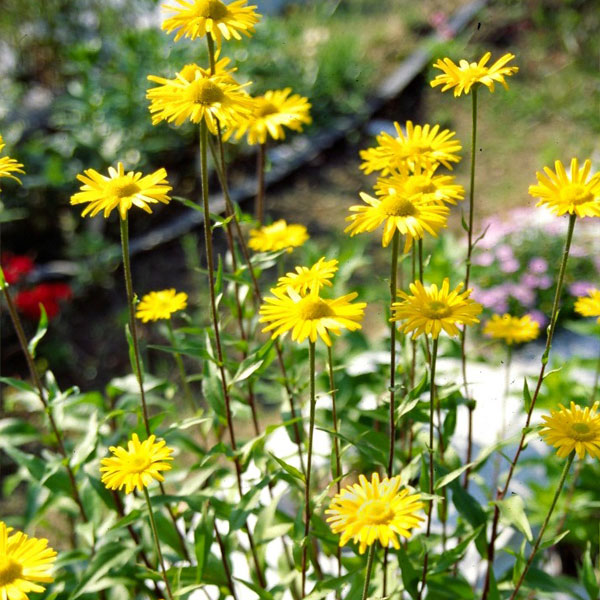 草花の苗/黄浜菊（キハマギク・テレキア）3号ポット 6株セット