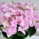 (わけあり特価)アジサイ:ホッピングサイダー(ピンク)5号鉢植え