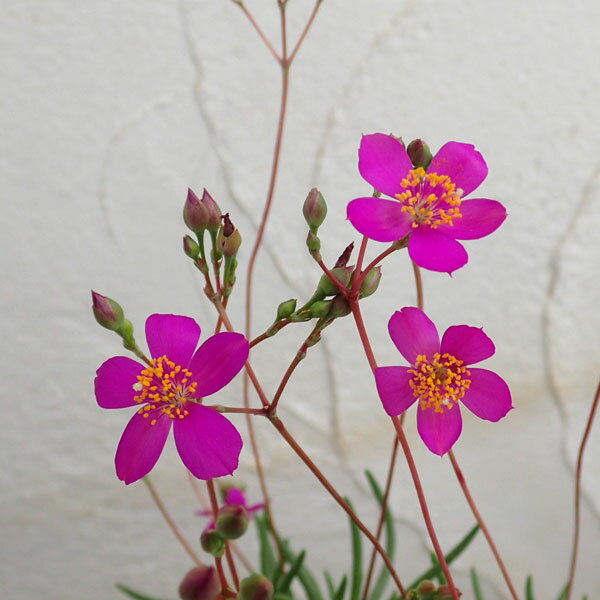 草花の苗/タリナム　カリシナム（クサハナビ） 3号ポットのサムネイル