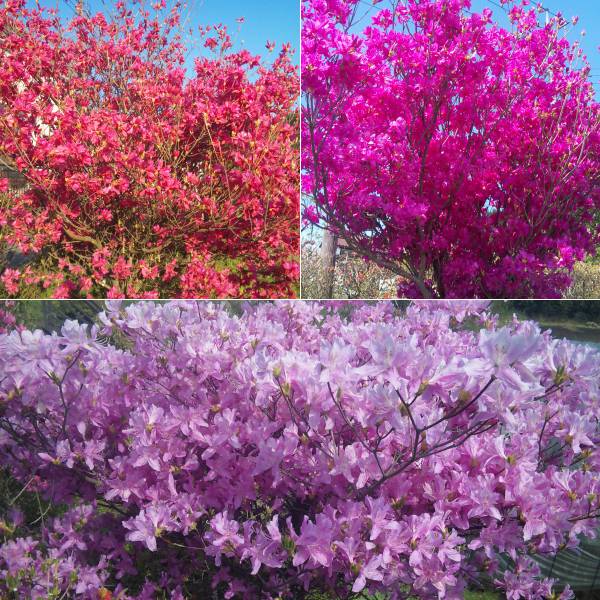 花木 庭木の苗/ツツジ：ミツバツツジ実生苗（交配新種）樹高50〜60cm根巻き