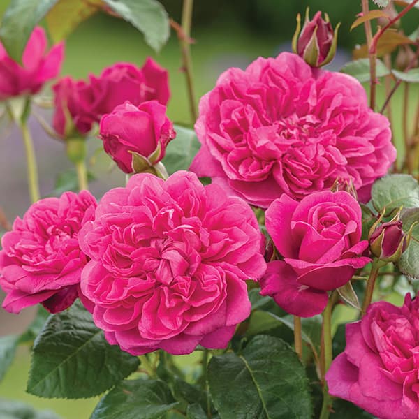 バラの苗/（わけあり特価）イングリッシュローズ デビッド・オースチン・ロージズ：ジェームズ・L．オースチン大苗6L角鉢植え