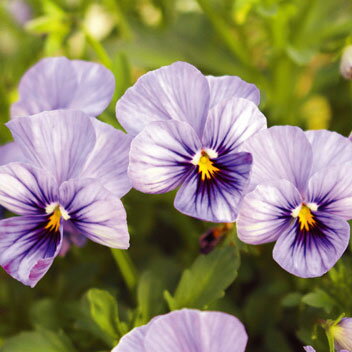 草花の苗/見元園芸さんのビオラ：ライジングアイス3-3.5号ポットのサムネイル