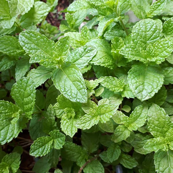 ハーブの苗/ミント：スペアミント3...