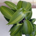 観葉植物/バニラ斑入り3.5号ポット