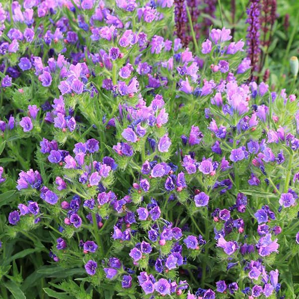 草花の苗/エキウム：ブルーベッター3-3.5号ポット 2株セット