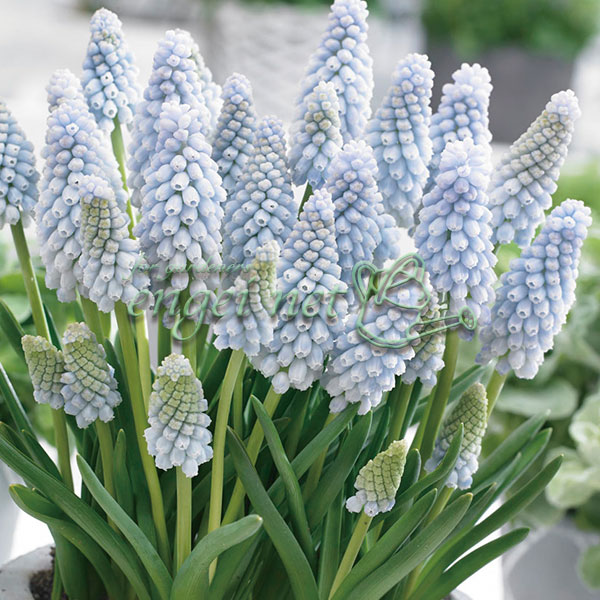 ムスカリ：ベビーズブレス3球植え3号ポット...