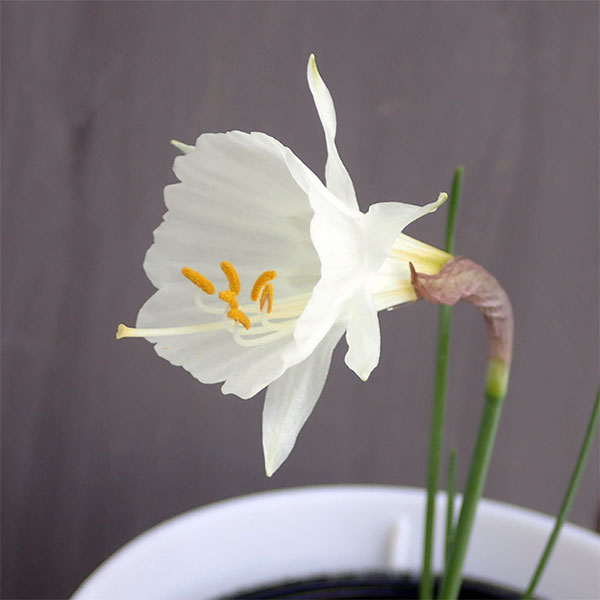 ミニ水仙:バルボコディウム モノフィラス(原種)3.5号ポット