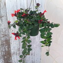 観葉植物/エスキナンサス:ラディカンス5号吊り鉢
