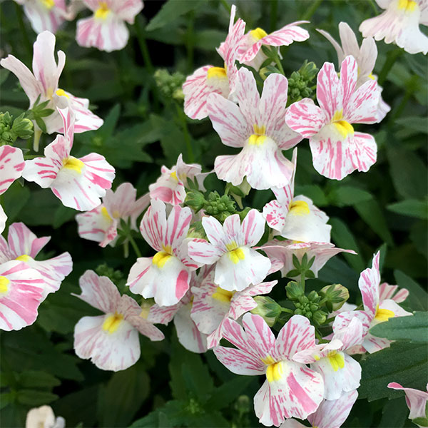 草花の苗/ネメシア：フェアリーマーブルピンク3.5号ポット 2株セット