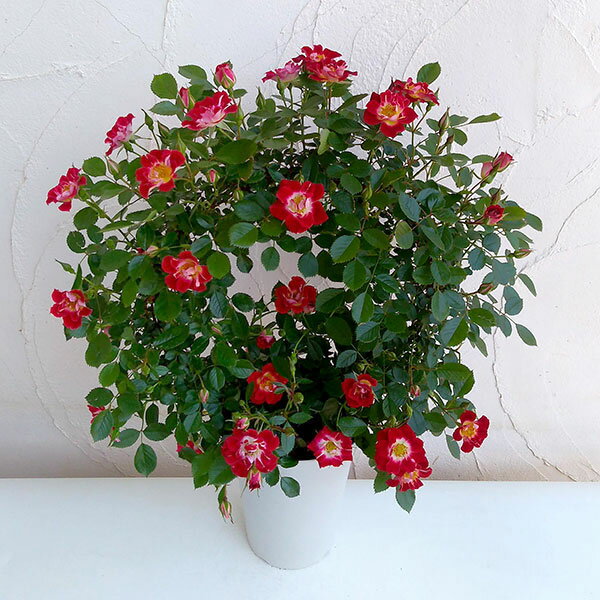 红 - バラ・リトルアーチスト リング仕立て6号鉢植え