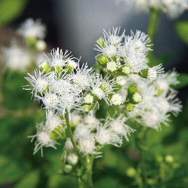 草花の苗/ユーパトリウム：セレスチナム アルバ（洋種フジバカマ・白花藤袴）3-3.5号ポット