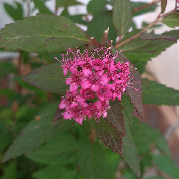 花木 庭木の苗/シモツケ：プラムタスティック5号ポット