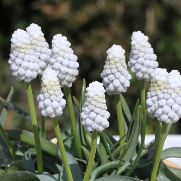 ムスカリ：シベリアンタイガー4球植え3.5号ポット