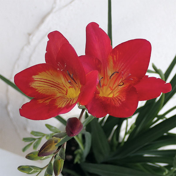 フリージア：レッド4号鉢植え