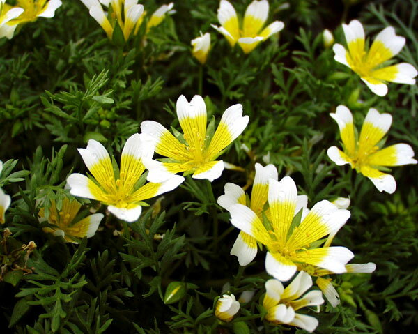 ��֤���/���ʥ�ƥ��������饷��3-3.5��ݥå�