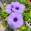 草花の苗/宿根朝顔もみじ葉3号ポット