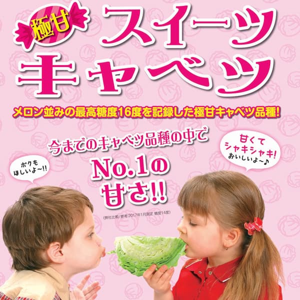 野菜の苗/極甘！スイーツキャベツ3号ポット