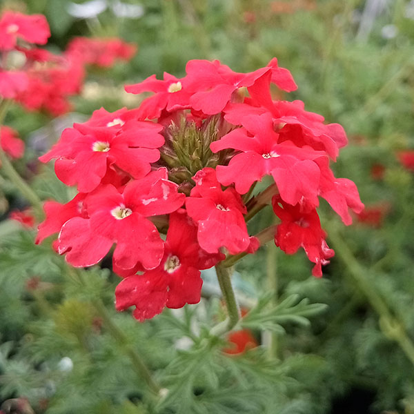 楽天市場】サンタマリアノヴェッラ バーベナの通販