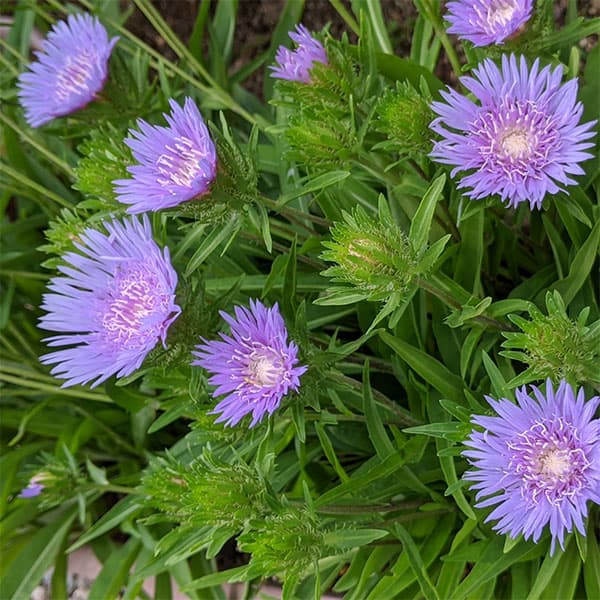 5月-9月開花 美しい青い花 暑さ・寒さに強く長命な宿根草草花の苗/ストケシア：スカイロケット3号ポットストケシアはガラス細工のように繊細で美しく爽やかな花を咲かせます。耐寒性があり丈夫で栽培も容易です。花壇に群植するほか、ロックガーデンやコンテナガーデンで楽しむことができます。やさしい花色で切り花としても人気があります。タイプキク科の耐寒性宿根草開花期5〜9月草丈30〜40cm用途花壇、鉢植え日照日なた栽培方法：暑さ寒さに強く、丈夫で作りやすいです。日当たりを好みますが半日陰でも育ちます。水はけの良い砂質土壌が適します。乾燥には強いですが、過湿には気をつけます。水やりは土の表面が乾いてから与えるようにします。特に夏は、夕方涼しくなってから水を与えるようにします。春と秋には固形肥料を置き肥します。増やしたい場合は春に株分けによって増やすことができます。花期が長いので、夏の花壇に向きます。3号（直径9cm）ポット入りです。