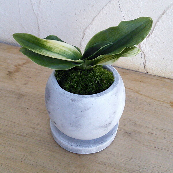 観葉植物/オモト（万年青）：福の光 鉢植え（皿付）／マルモボウル白