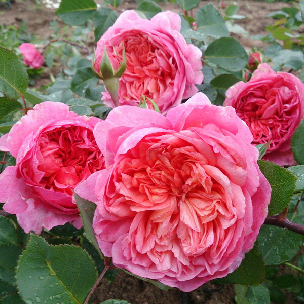 バラの苗/デルバールローズ：フラマ...