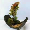 山野草の苗/八房杉とタマリュウの岩石焼盆栽