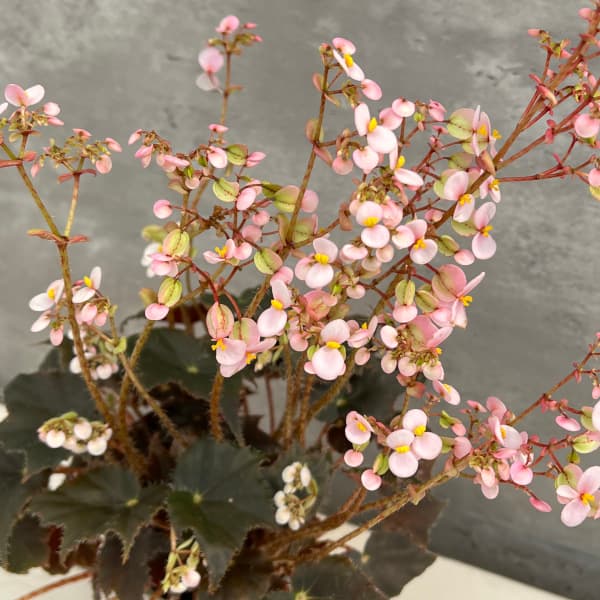 【希少】ベゴニア　ラムーン　美株　新芽あり 希少】ベゴニア ラムーン 美株 新芽あり 【公式通販】
