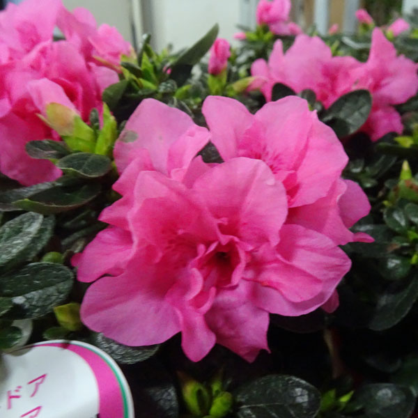 花木 庭木の苗/アウトドアアザレア：プリンセスパール5号ポット