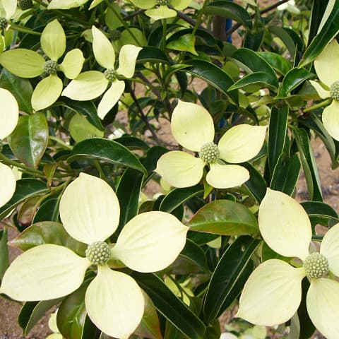 常緑山法師　苗の商品画像