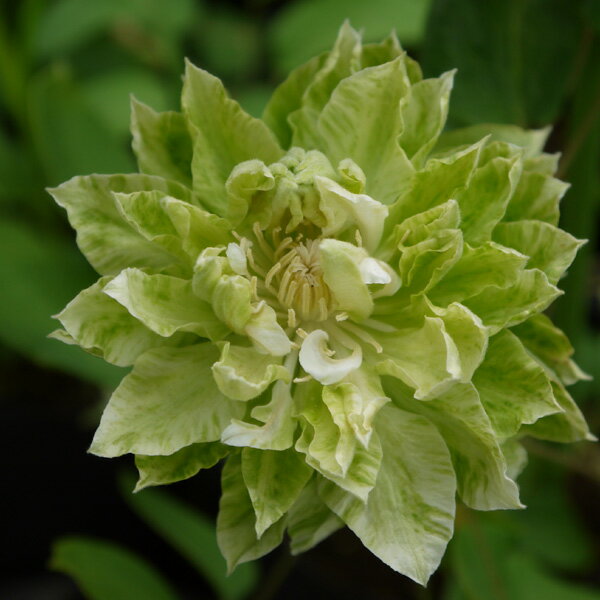 クレマチスの苗/クレマチス：グリーン・パッション4号ポット（早咲き大輪系）