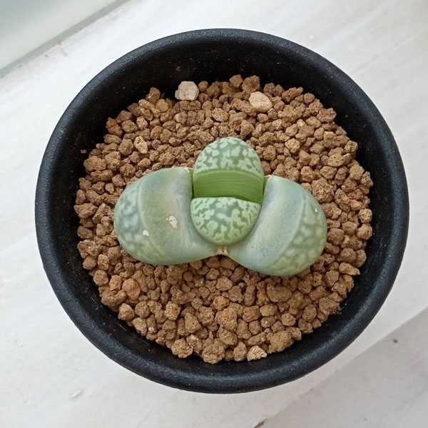 観葉植物/リトープス：青磁玉　2.5号鉢植えのサムネイル