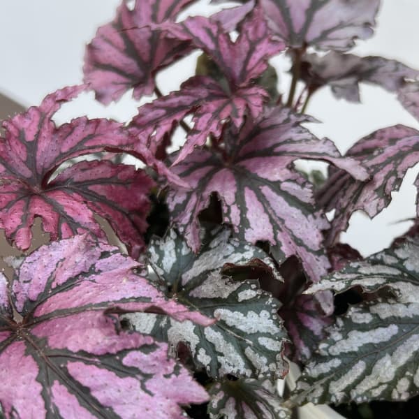 ベゴニア・ベニトチバの商品画像