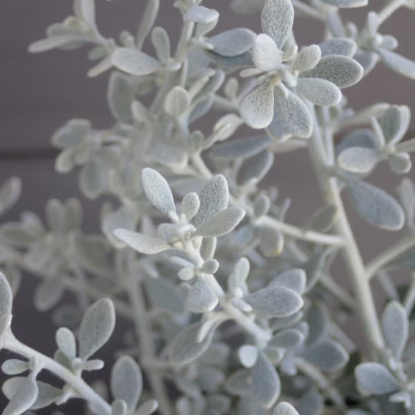 ���� ���ڤ���/���쥢�ꥢ����ȥ륹�⡼����2.5��3��ݥå� 4�����å�