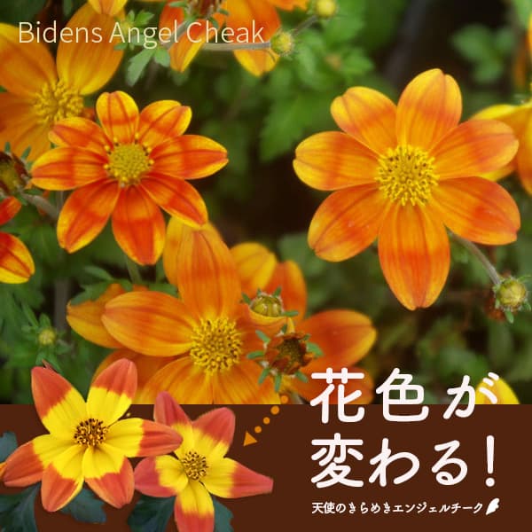 草花の苗/[送料無料]ビデンス：天使のきらめきエンジェルチーク3.5号ポット24株セット