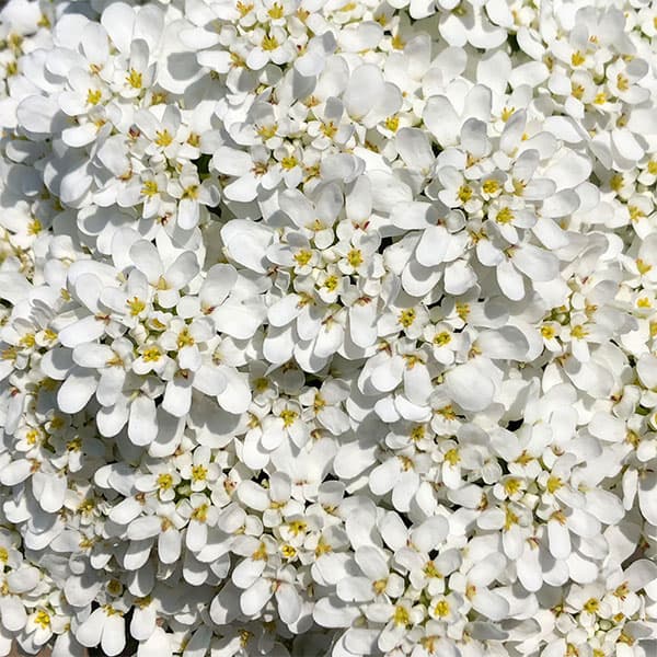 草花の苗/イベリス：エンジェルベール2.5号ポット 6株セット