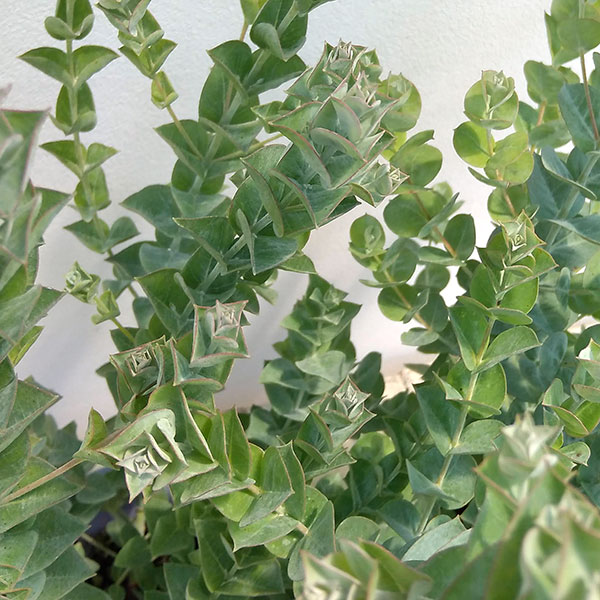 花木庭木の苗/ユーカリ：アルビダ4...