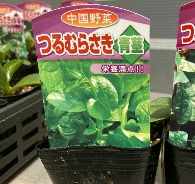 野菜の苗/ツルムラサキ緑茎種3号ポット 3株セットのサムネイル