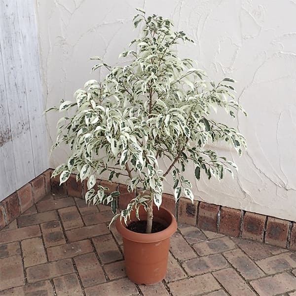 観葉植物/フィカス：ベンジャミンス...