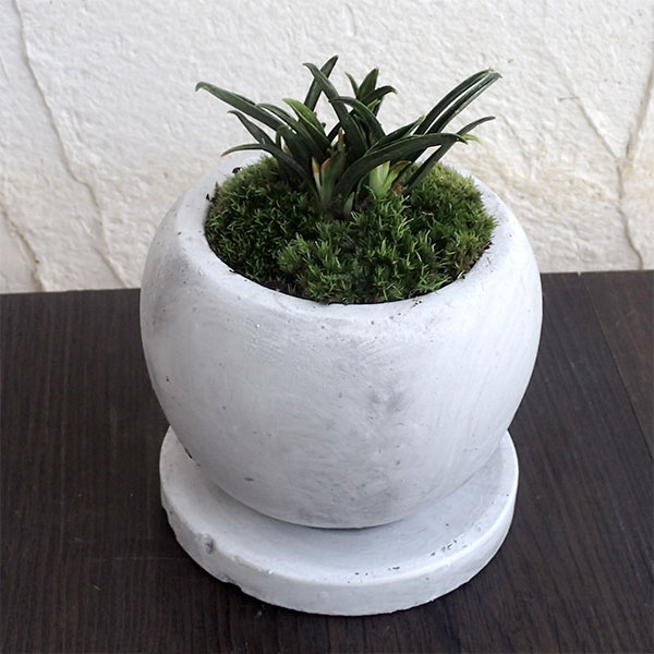 観葉植物/オモト（万年青）：群雀（ムラスズメ）マルモボウル白（直径10cm）受け皿付き