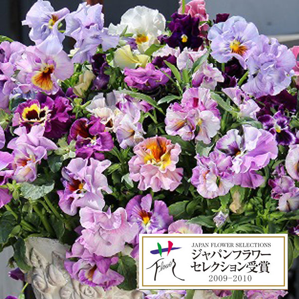 パンジー ビオレッタ 苗の商品画像