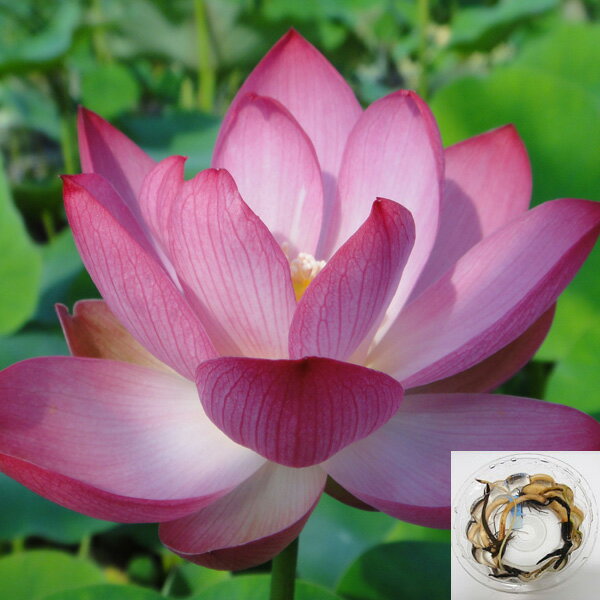 草花の苗/花はす：レンコン丸：バレリーナ