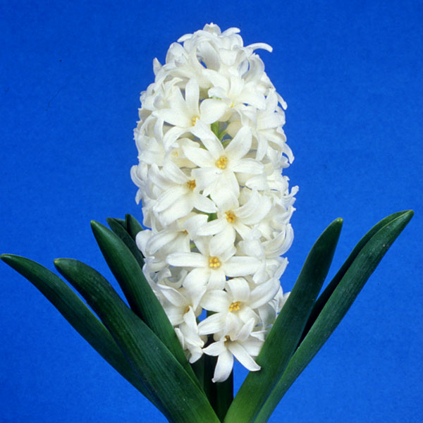 球根/ヒヤシンス（水栽培用・ジャンボ球）：カーネギー（白）2球セット