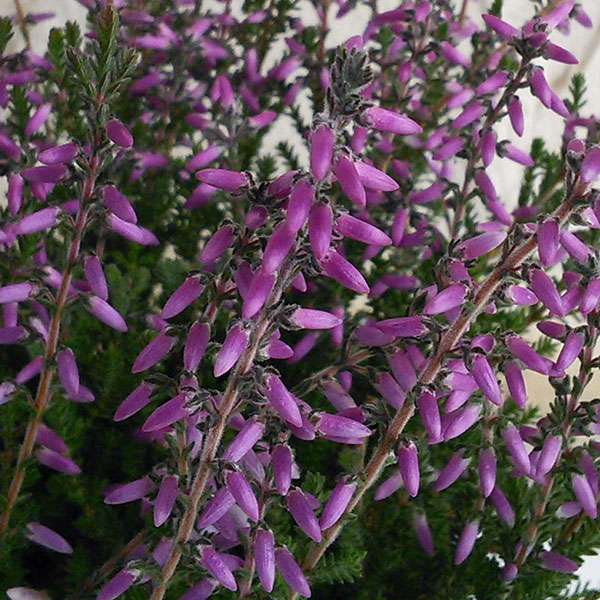 草花の苗/（わけあり特価）カルーナ：ガーデンガールズ・パープル3号ポット