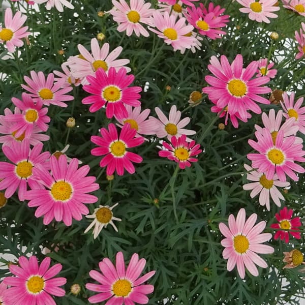 草花の苗/マーガレット：ストロベリーホイップ4号ポット