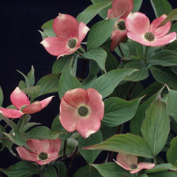 楽天市場】ハイブリッドハナミズキの通販