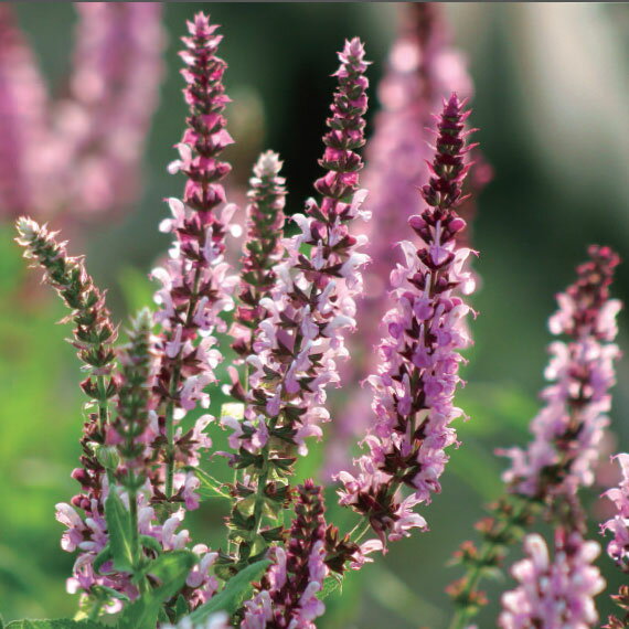 草花の苗/サルビア：ネモローサロー...