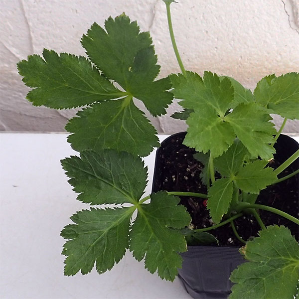 野菜の苗/みつば（三つ葉）2.5－3号ポット 2株セットのサムネイル