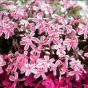 芝桜(シバザクラ) :タマノナガレ(多摩の流れ)3号ポット48株セット